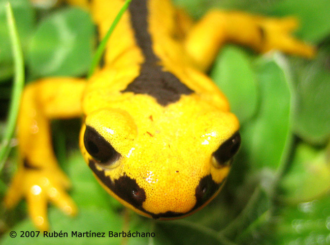 Salamandra salamandra fastuosa